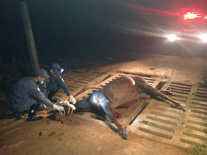 Cavalos ficam “presos” em mata-burro e bombeiros são acionados