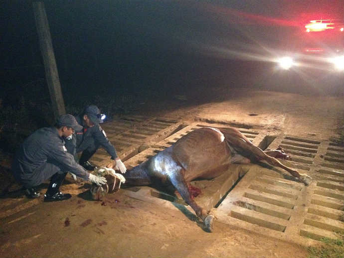 Bombeiros resgatam cavalo que ficou preso em mata-burro em fazenda no Sul  de Minas - Portal Onda Sul