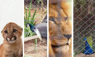 /10032animais.jpg