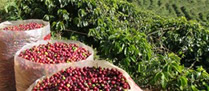 /10288caferastreado.jpg