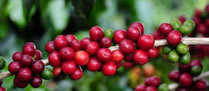 /10405cafemg_2.jpg
