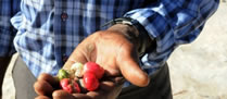 /10417agro_2.jpg