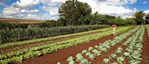 /10421horti_2.jpg