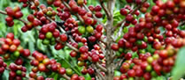 /10497coffee_2.jpg