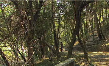 /10530bosque_2.jpg
