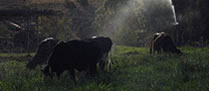 /10561pecuaria_2.jpg