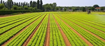 /10719agricultura.jpg