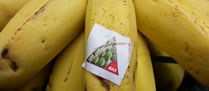 /10939bananacomselo_2.jpg