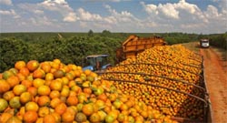 /11039laranja.jpg
