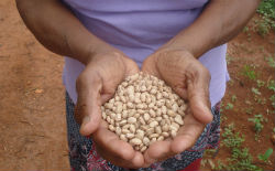 /11071sorgo.jpg