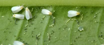 /11377mosca.jpg