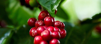 /11436cafearabica.jpg