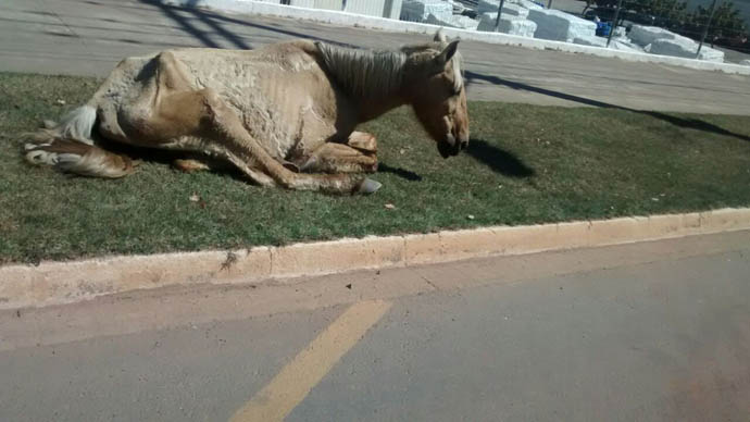 /12032cavalo-int.jpg