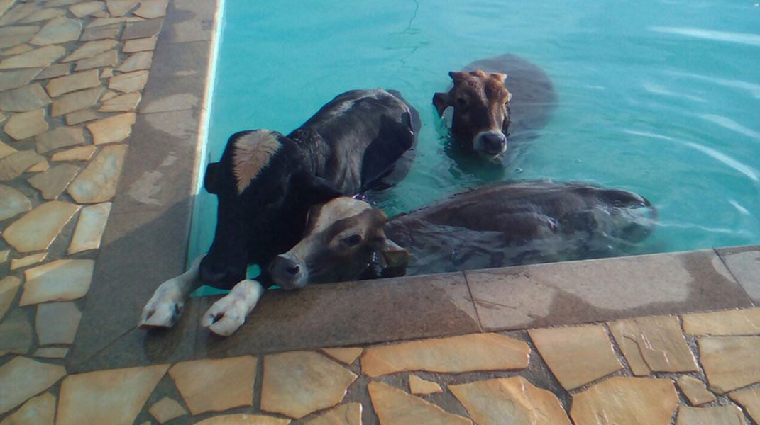 /13711vaca-cp.jpg