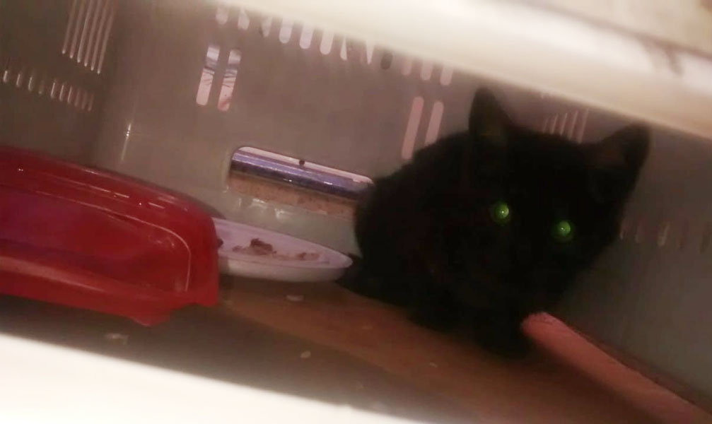 /16394gato-cp.jpg