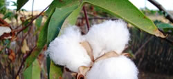 /6684ALGODAO_P.jpg