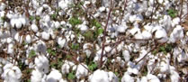/7186algodao_pp.jpg