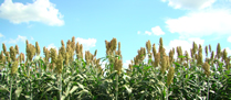 /7587sorgo_p.jpg