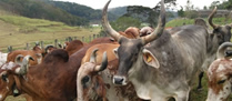 /9622desenagro_p.jpg