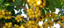 /9669producaocafe.jpg