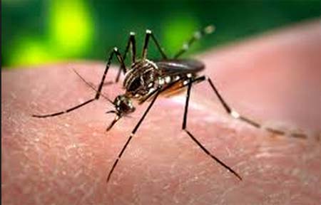 /9741dengue-peq.jpg