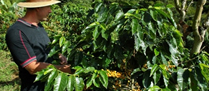 /9932cafesetor.jpg